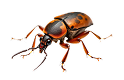 Long-lasting pest protection