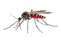 Pest management experts