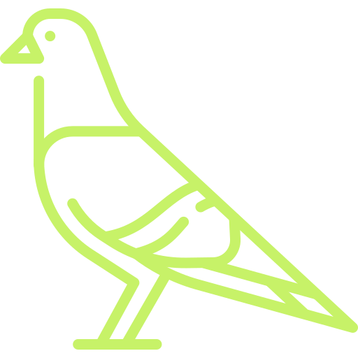 Pigeons